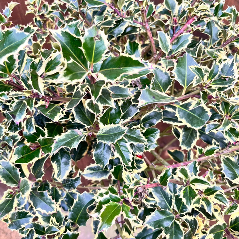 Houx panaché sur tige