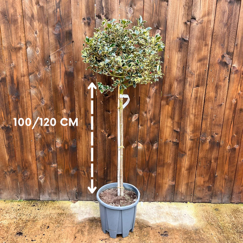 Houx panaché sur tige