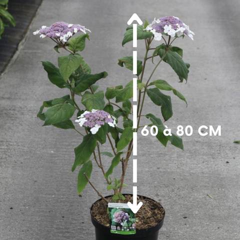 Hortensia - Hydrangea aspera Villosa