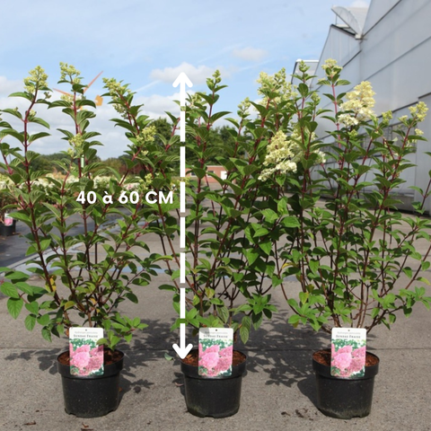 Hydrangea paniculata 'Sundae Fraise' - Hortensia