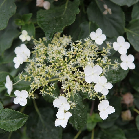 Hortensia Grimpant