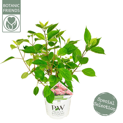 Hortensia 'Ruby Annabelle'