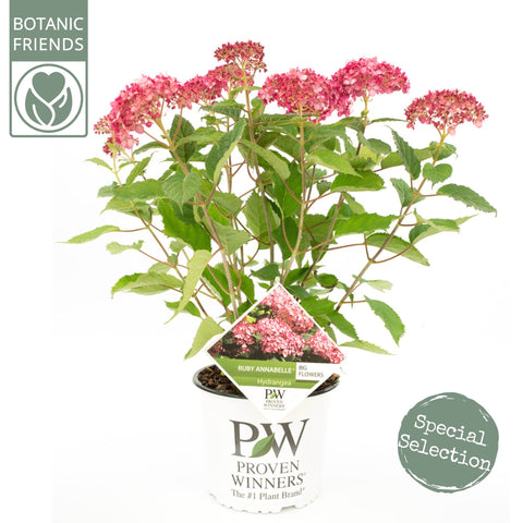Hortensia 'Ruby Annabelle'