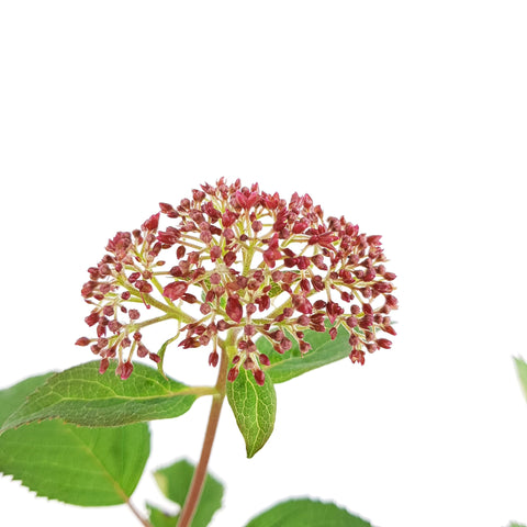 Hortensia 'Ruby Annabelle'