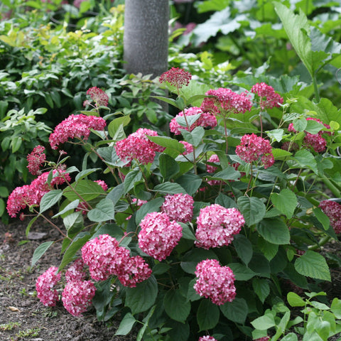 Hortensia 'Ruby Annabelle'