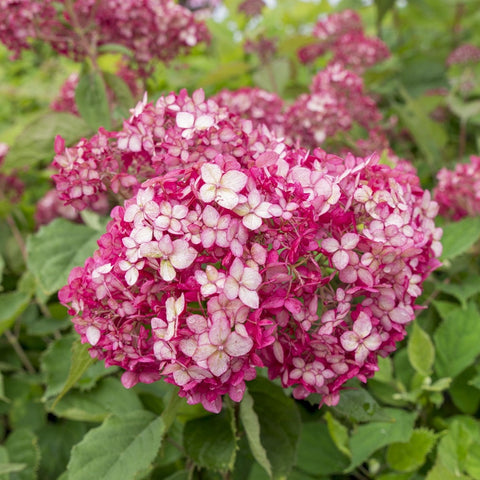 Hortensia 'Ruby Annabelle'
