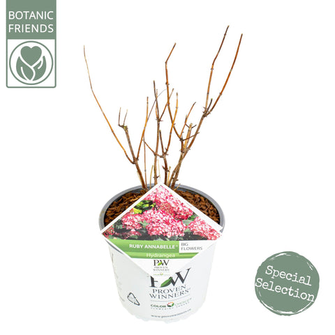 Hortensia 'Ruby Annabelle'