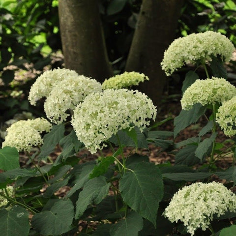Hortensia 'Annabelle'