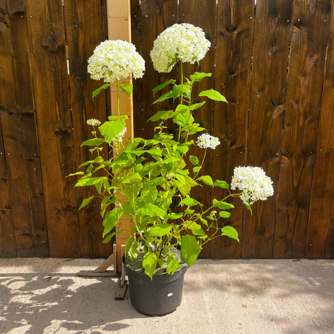 Hortensia 'Annabelle'