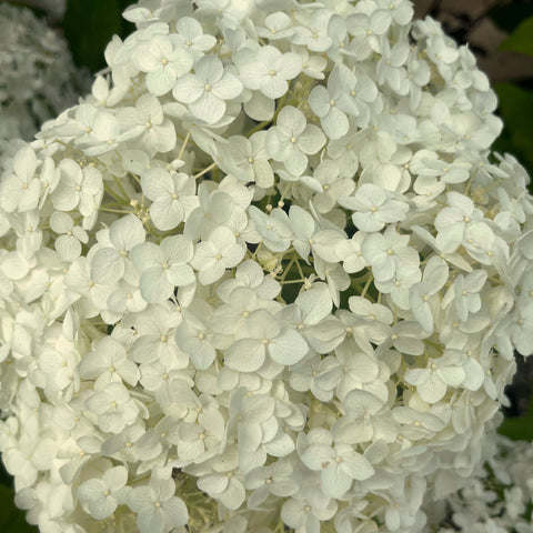Hortensia 'Annabelle'