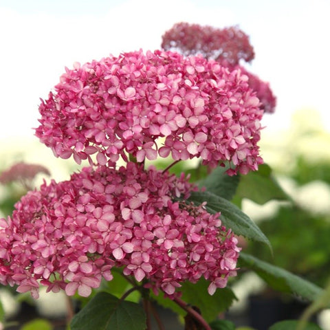 Hortensia 'Pink Annabelle'