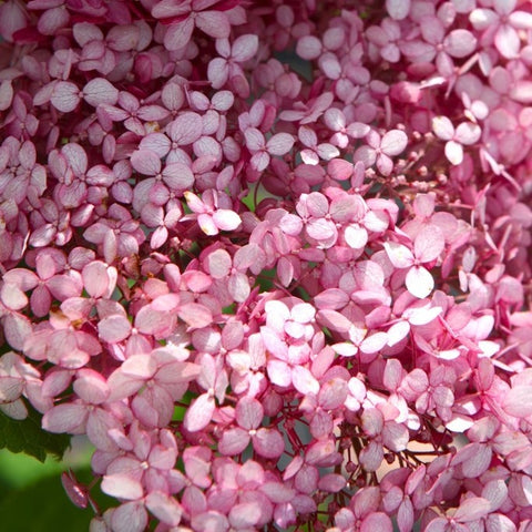 Hortensia 'Pink Annabelle'