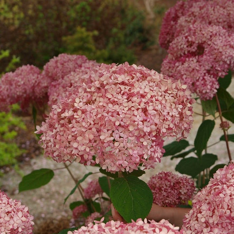 Hortensia 'Pink Annabelle'
