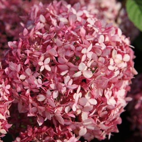 Hortensia 'Pink Annabelle'