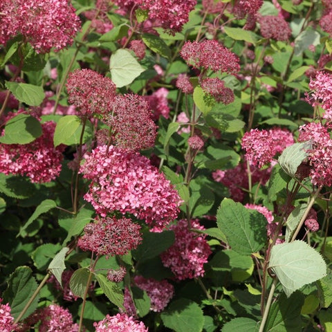 Hortensia 'Pink Annabelle'