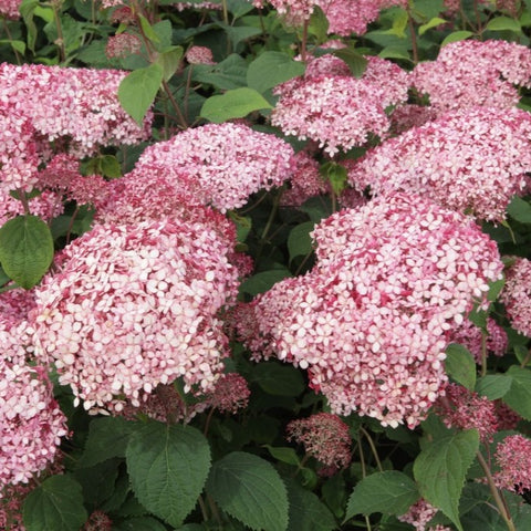 Hortensia 'Pink Annabelle'