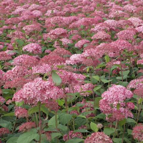 Hortensia 'Pink Annabelle'