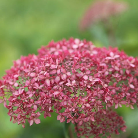 Hortensia 'Pink Annabelle'