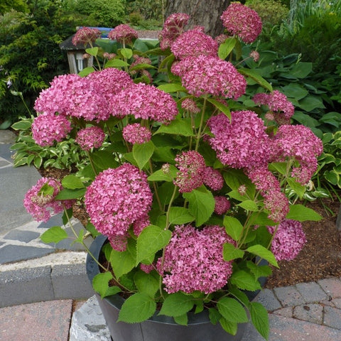 Hortensia 'Pink Annabelle'
