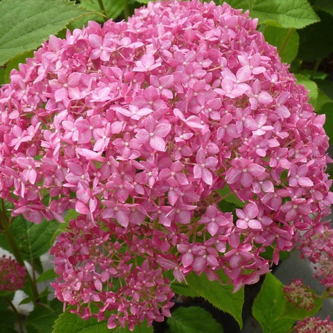 Hortensia 'Pink Annabelle'