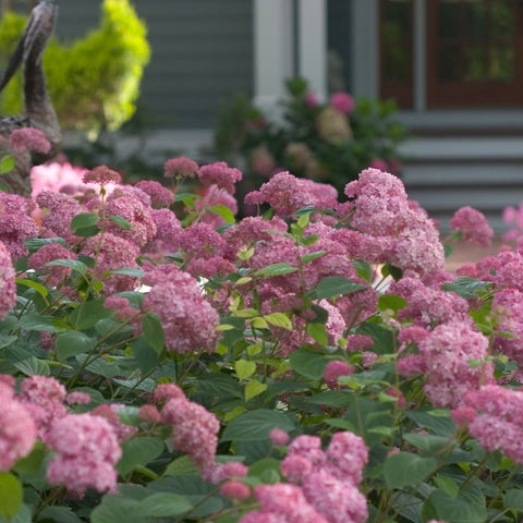 Hortensia 'Pink Annabelle'
