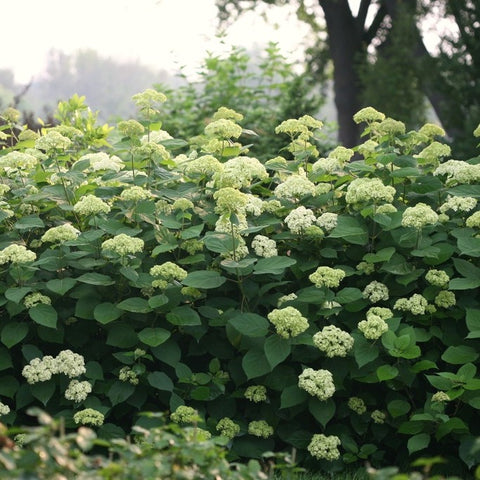 Hortensia 'Lime Rickey'