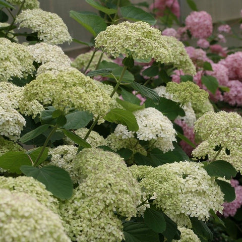 Hortensia 'Lime Rickey'