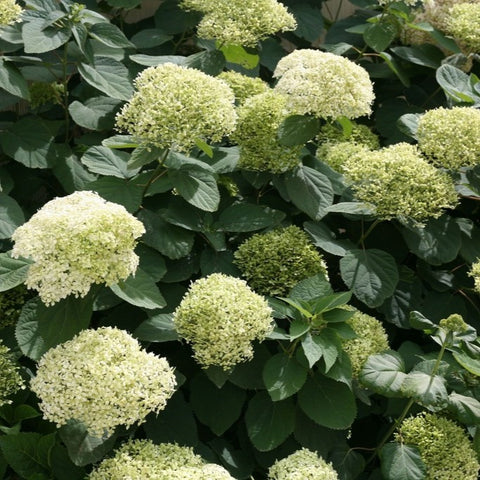 Hortensia 'Lime Rickey'