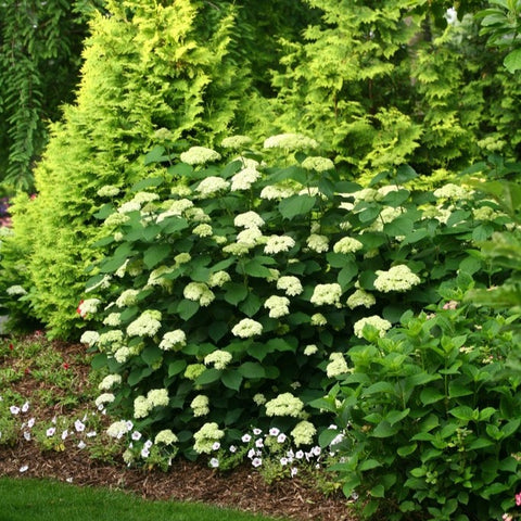 Hortensia 'Lime Rickey'