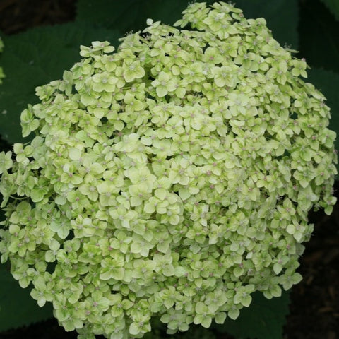 Hortensia 'Lime Rickey'