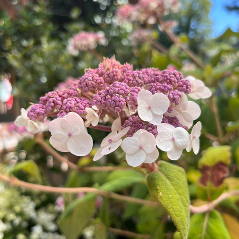 Hortensia - Hydrangea aspera Villosa
