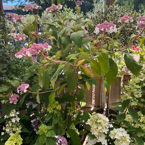 Hortensia - Hydrangea aspera Villosa