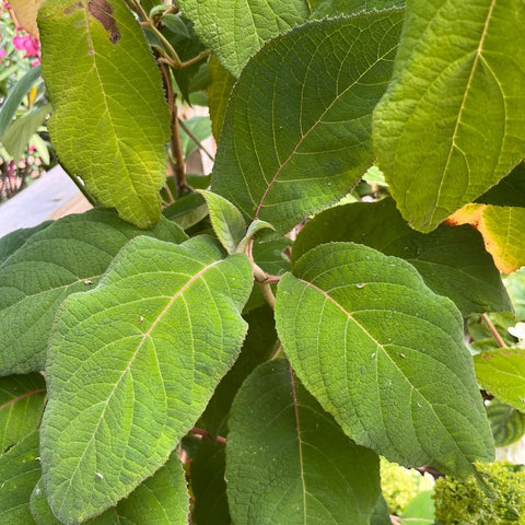 Hortensia - Hydrangea aspera Villosa