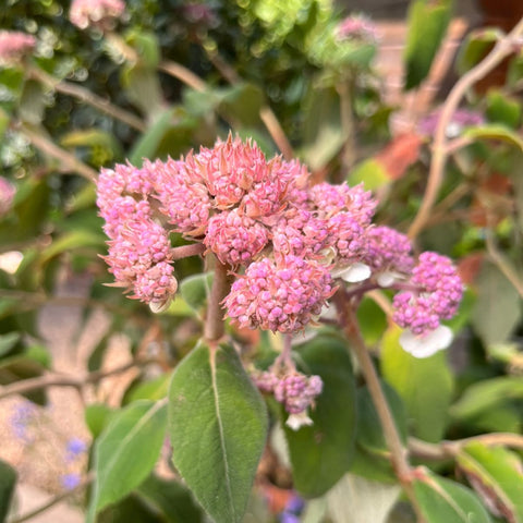 Hortensia - Hydrangea aspera Villosa