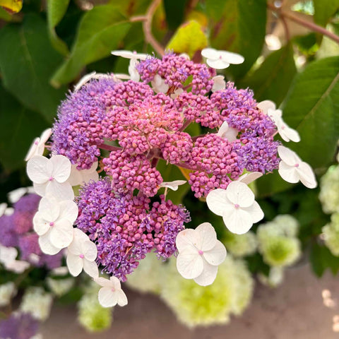 Hortensia - Hydrangea aspera Villosa