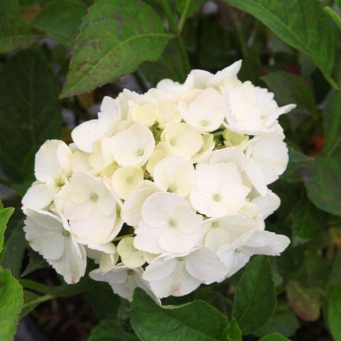 Hortensia 'Sœur Thérèse'
