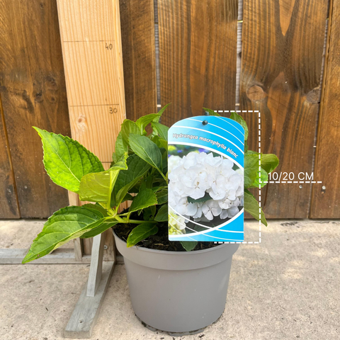 Hortensia 'Sœur Thérèse'