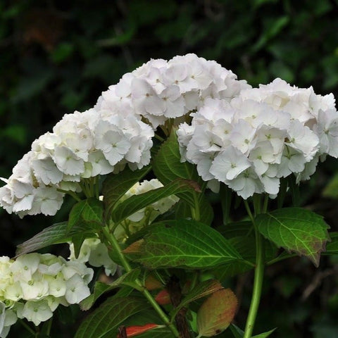 Hortensia 'Sœur Thérèse'