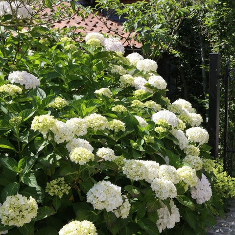 Hortensia 'Sœur Thérèse'