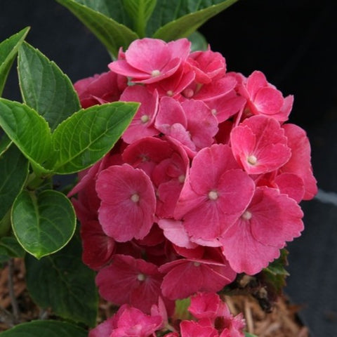 Hortensia 'Baron rouge'