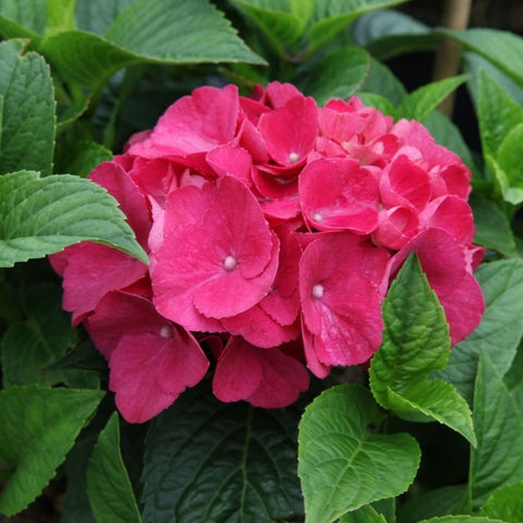 Hortensia 'Baron rouge'