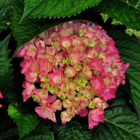 Hortensia 'Baron rouge'