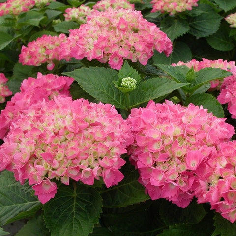 Hortensia 'Baron rouge'
