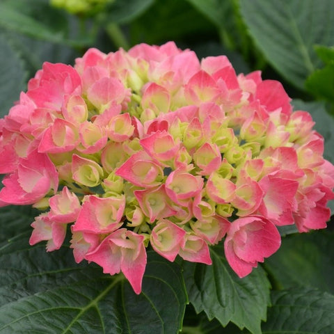 Hortensia 'Baron rouge'