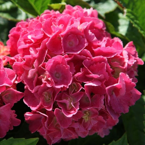 Hortensia 'Baron rouge'