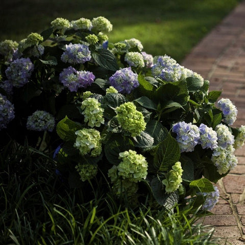 Hortensia 'benelux' (bleu)