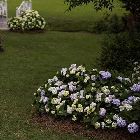 Hortensia 'benelux' (bleu)