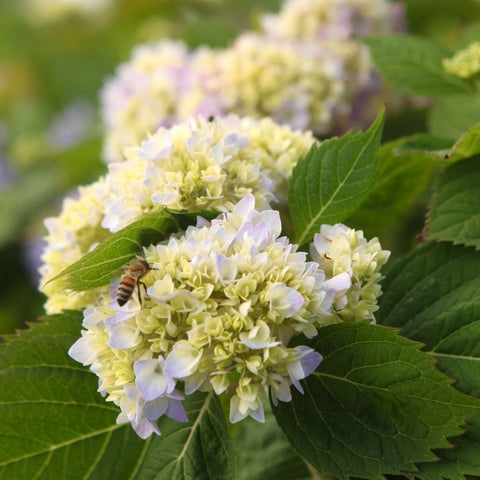 Hortensia 'benelux' (bleu)