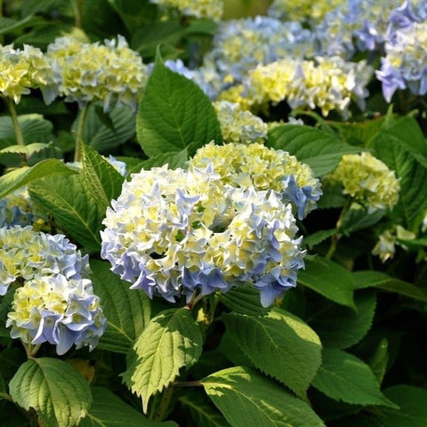 Hortensia 'benelux' (bleu)