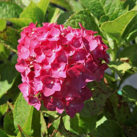 Hortensia 'Leuchtfeuer'